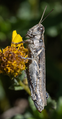 Melanoplus cinereus