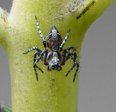 Oxyopes scalaris