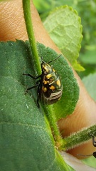 Pachycorinae