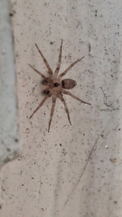 Oecobius navus