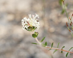 Pimelea linifolia