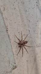 Oecobius navus