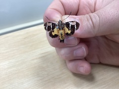 Hecatesia fenestrata