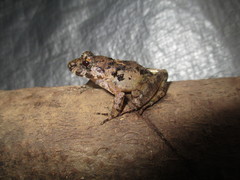 Limnonectes palavanensis
