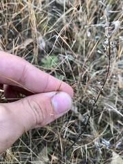 Aristida tuberculosa