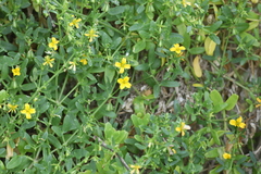 Roepera billardierei