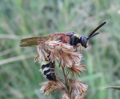 Colpa octomaculata
