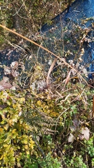 Sympetrum infuscatum