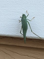 Microcentrum californicum