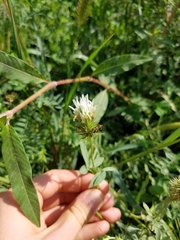 Trifolium alexandrinum