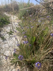 Sisyrinchium halophilum