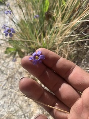 Sisyrinchium halophilum