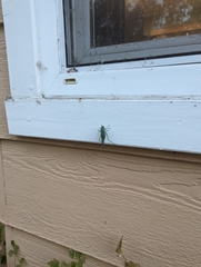 Microcentrum californicum