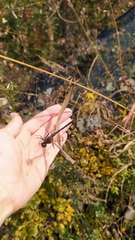 Sympetrum infuscatum