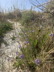 Sisyrinchium halophilum
