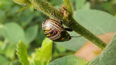 Pachycorinae