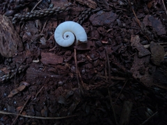 Spirula spirula