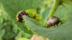 Pachycorinae