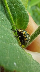 Pachycorinae