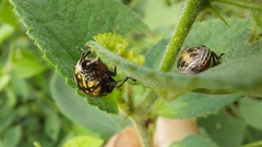 Pachycorinae
