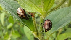 Pachycorinae