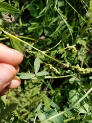 Trifolium alexandrinum