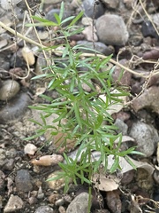 Asparagus aethiopicus