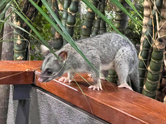 Trichosurus vulpecula arnhemensis