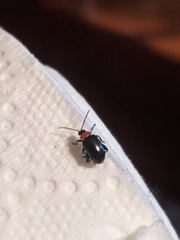 Disonycha xanthomelas