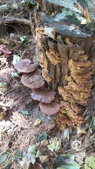 Ganoderma lucidum