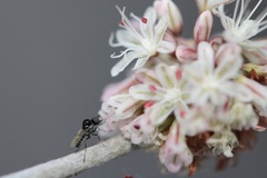 Mythicomyiidae