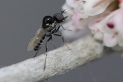 Mythicomyiidae