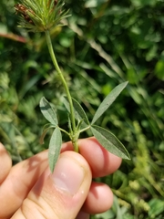 Trifolium alexandrinum