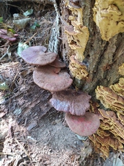 Ganoderma lucidum