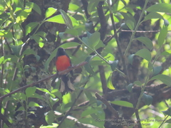 Myioborus miniatus