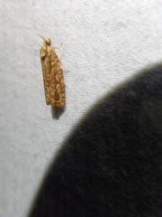 Choristoneura houstonana