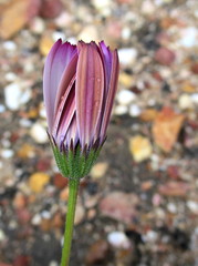 Dimorphotheca montana