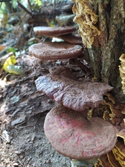 Ganoderma lucidum