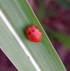 Coccinellinae