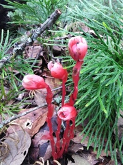 Monotropa coccinea