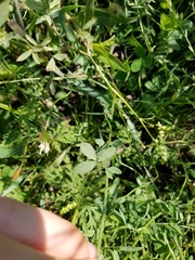 Trifolium alexandrinum