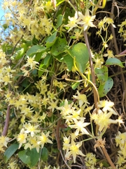 Clematis foetida