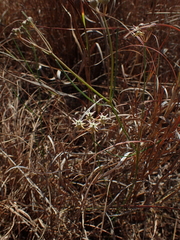 Asclepias stellifera