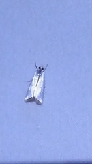 Argyria gonogramma