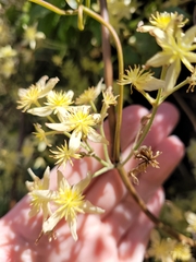 Clematis foetida