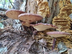 Ganoderma lucidum