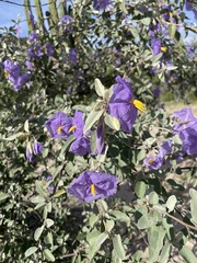 Solanum hindsianum