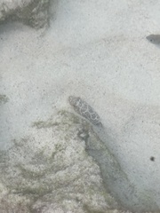 Sphoeroides testudineus