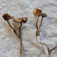 Strobilurus albipilatus