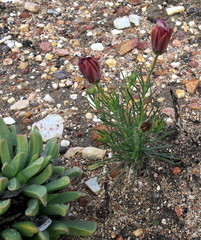 Dimorphotheca montana